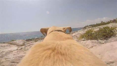 06 Plages autorisées aux chiens - Cagnes-sur-Mer