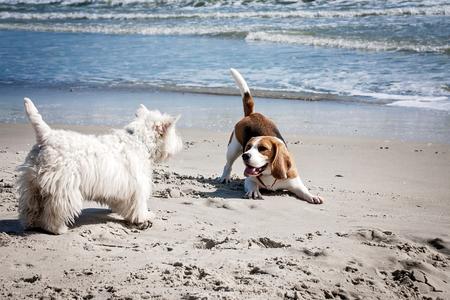 13 Plages autorisées aux chiens - Cassis