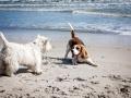 13 plages pour animaux cassis