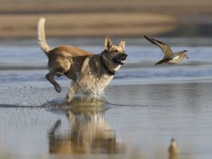 13 Plages autorisées aux chiens - La Ciotat