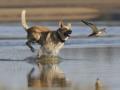 13 plages pour animaux la ciotat