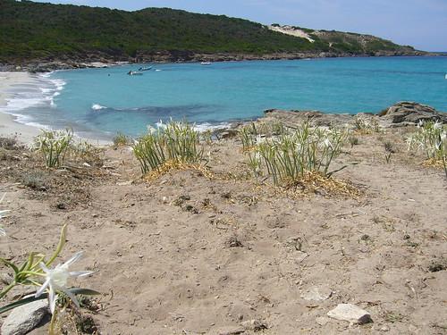 2B Plages autorisées aux chiens - Algajola