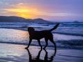 83 plages pour animaux saint aygulf