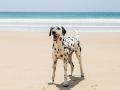 83 plages pour animaux st cyr sur mer