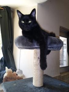 Pet abandonment, Cat abandonment, Dog abandonment,