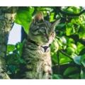 Accessoires animaux collier camera gps distributeur croquettes aliments chien chat nac