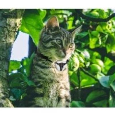 Accessoires animaux collier camera gps distributeur croquettes aliments chien chat nac
