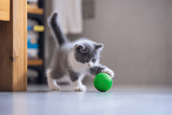 Accessoires jouets pour animaux pas cher