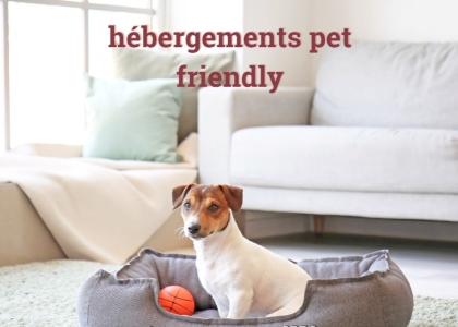 Travel agency with dog, travel planner for dogs