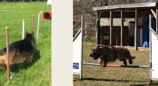 Agility obejump sport canin education canine dressage de chien france dom tom belgique