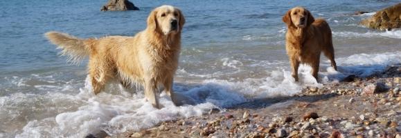 Alain Delon chien, race chiens, Douchy