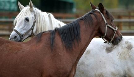 Aliment cheval poney ane mulet nourriture chevaux equides achat vente en ligne