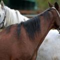 Aliment cheval poney ane mulet nourriture chevaux equides achat vente en ligne