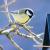 Alimentation oiseau perruche perroquet pigeon canari promo prix pas cher vente en ligne