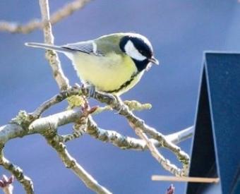 Food bird parakeet parrot turtle dove canary pigeon