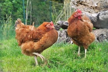 Aliments pour animaux de la ferme lapins poules poulets 