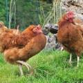 Aliments pour animaux de la ferme lapins poules poulets 
