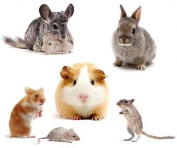 Aliments pour rongeurs hamsters lapins nains cochons d inde furet 