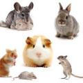 Aliments pour rongeurs hamsters lapins nains cochons d inde furet 