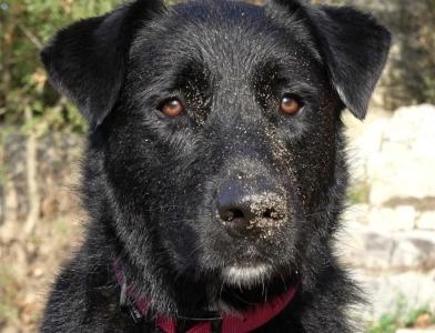 Animal behaviorist animal communication nimes gard 30