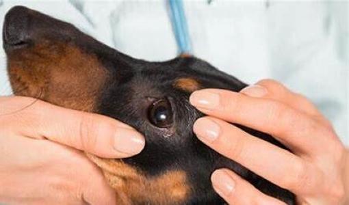 Animal behaviorist behaviorism for animals dog cat nac horses france dom tom belgium