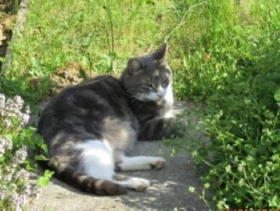 Animal communication reiki energy treatments rennes ille et vilaine 35
