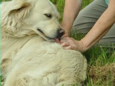 Animal communication shiatsu reiki energy care angers maine et loire 49 pays de la loire