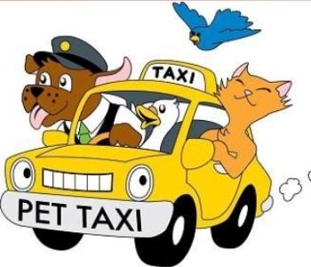 Animal taxi transport of animals dog cat nac horse saint francois guadeloupe 971