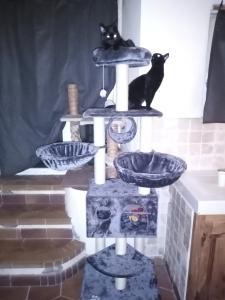 Toys for dogs & cats - cheap online pet store