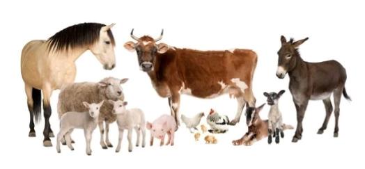 Animalerie pas cher vente produits naturels pour animaux produit naturopathie animale