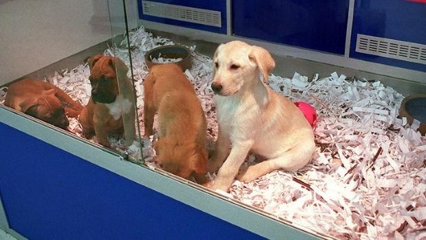 Animalerie Vente D Animaux Sur Internet Regles En 22