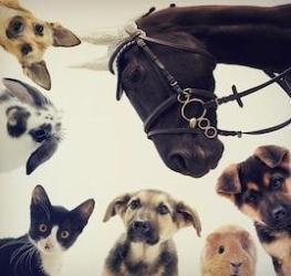 Annonce garde d animaux annonce service animalier avec video france dom tom belgique