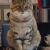 Annonces animalieres petite annonce animaliere vente chien chat nac cheval