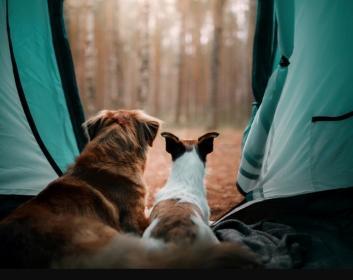 Pet friendly campsite directory - France