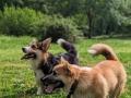 Annuaire comportementaliste canin comportementalisme chien comportementaliste animalier psy pour chien 1