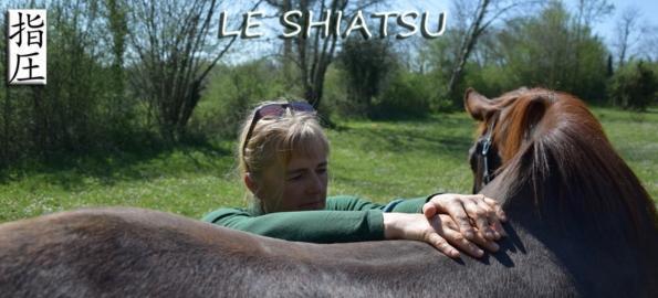 Animal shiatsu directory, equine canine feline shiatsu