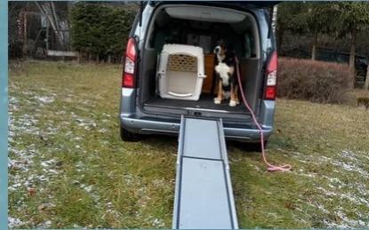 Animal taxi directory, animal ambulance, animal transport