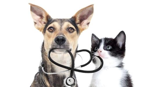 Assurance animaux assurances pour chien chat mutuelle pour animaux france dom tom belgique 