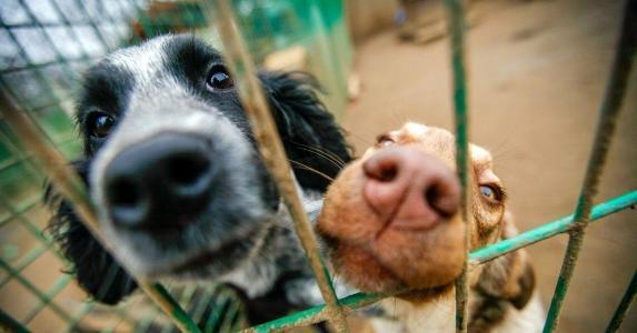 Avocat pour animaux droit animalier canin felin equin defense des animaux protection animale nanterre hauts de seine 92