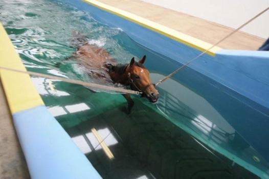Balneotherapy dog horse, Equine canine thalassotherapy