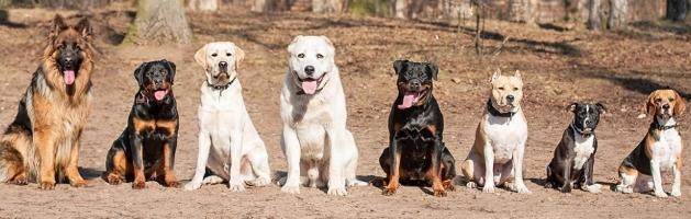 BP canine educator, Behavioral educator training