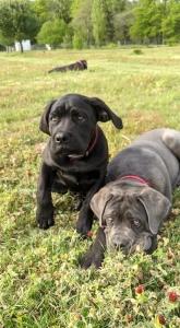 Breeding cane corso dog breeder tours indre et loire 37 centre val de loire