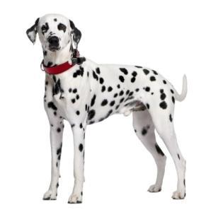 Camera pour animaux collier camera chien collier camera chat camera de surveillance connectee