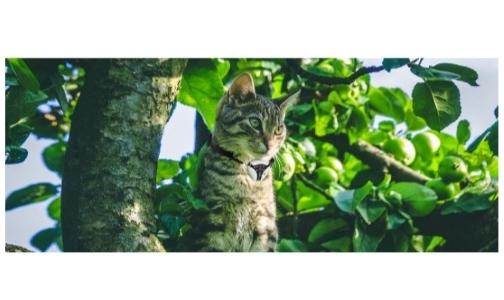 Camera pour animaux collier chat camera integre collier chien camera integre vente promo web 1