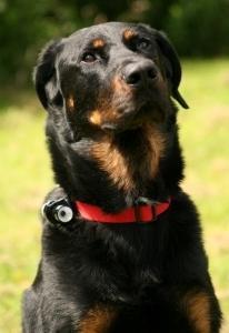 Camera pour animaux webcam pour chien camera integree chien vente promo web prix pas cher