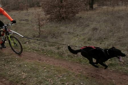 Cani cross cani vtt sport canin france dom tom belgique 