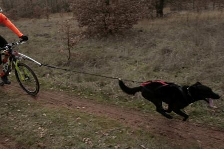 Cani-cross, Cani-mountain biking, Dog sport, Dog education