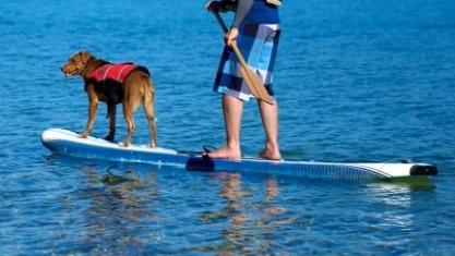 Cani Paddle, Paddle dog on sea river pond body of water