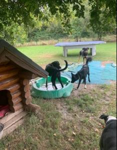 Canine boarding dog guard dog sitter dog walker pau pyrenees atlantiques 64 france