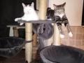 Cat sitter catsitter cat sitting garde de chat pension feline hotel pour chat garderie chat